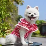 Black Plaid Puppy Dress Dog Clothes Cute Pullover Skirt