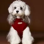 Cozy Winter Pet Sweater for Small & Medium Dogs and Cats