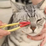 Pet Tear Stain Remover Comb - Gentle Eye Cleaning Brush for Dogs