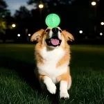 Glowing Watermelon Treat Ball for Dogs – Interactive Chew & Puzzle Toy