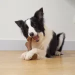 Durable Dog Chew Stick Tooth Cleaning Toy for Puppies & Adult Dogs